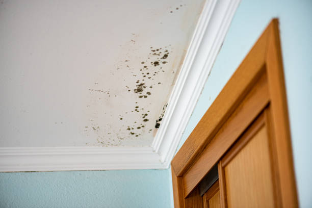 Best Certified Mold Removal  in Odenville, AL